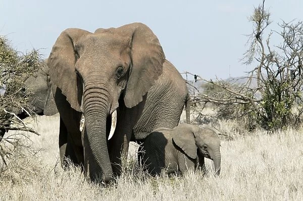 African Elephant - adult & calf. Kenya - Africa