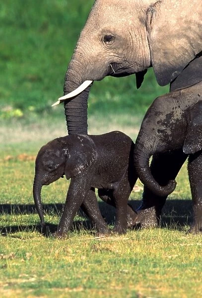 African Elephant - adult & calves. Amboseli National Park - Kenya - Africa