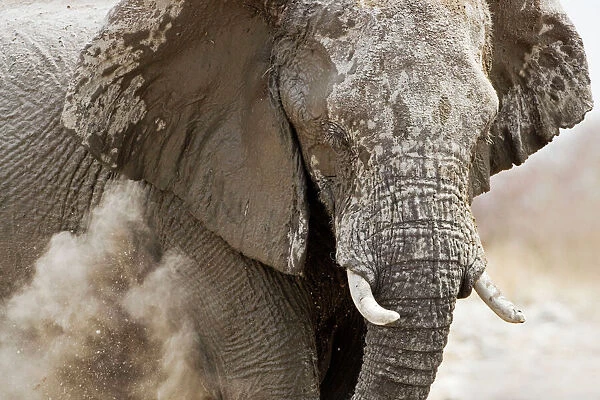 African Elephant - adult having a dust bath - Etosha National Park - Namibia - Africa