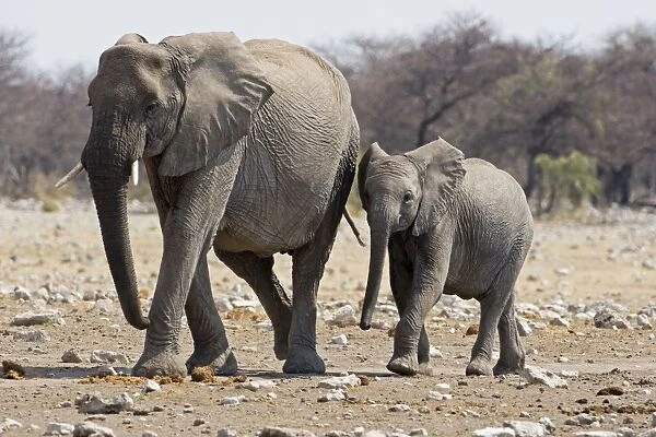 African Elephant - adult and juvenile side by side - Etosha National Park - Namibia - Africa