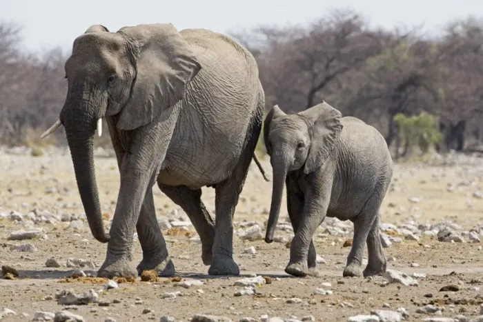 Framed Print : African Elephant - adult and juvenile side by side - Etosha National Park - Namibia - Africa Framed Print : African Elephant - adult and juvenile side by side - Etosha National Park - Namibia - Africa
