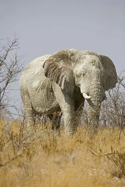African Elephant - adult moving through yellow grass and white thorn bush - Etosha National Park - Namibia - Africa