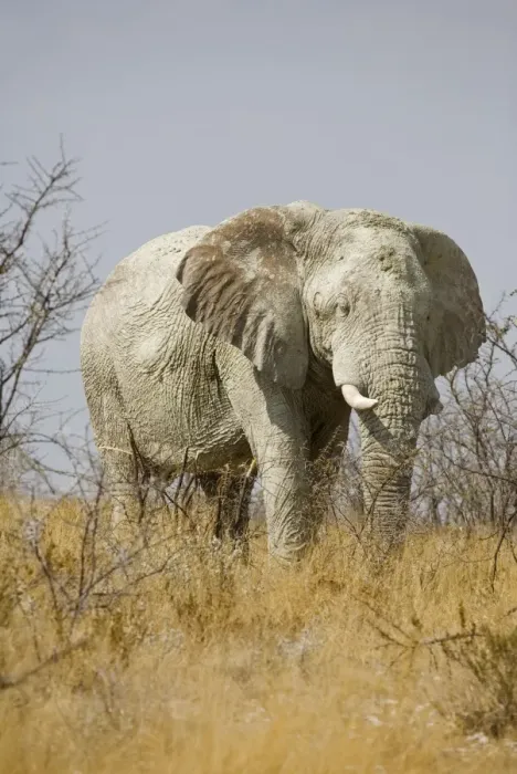 Framed Print : African Elephant - adult moving through yellow grass and white thorn bush - Etosha National Park - Namibia - Africa Framed Print : African Elephant - adult moving through yellow grass and white thorn bush - Etosha National Park - Namibia - Africa