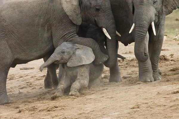 African Elephant. Adult resting foot on youngster's back. Addo Elephant National Park, E. Cape, South Africa