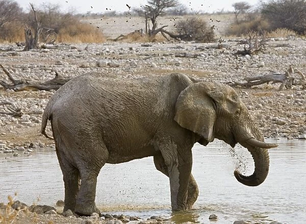 African Elephant - adult spraying water at a waterhole - Etosha National Park - Namibia - Africa