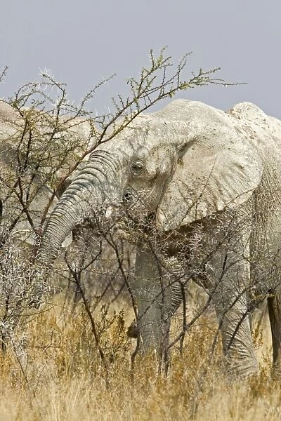 African Elephant - adult white with dried mud feeding on thorn bush - Etosha National Park - Namibia - Africa