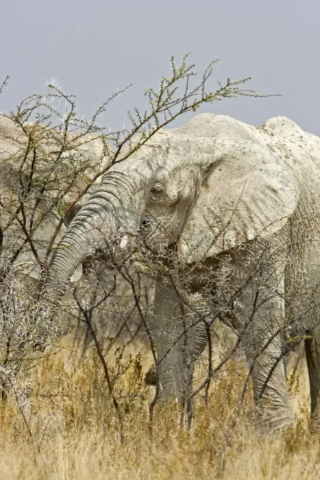 Framed Print : African Elephant - adult white with dried mud feeding on thorn bush - Etosha National Park - Namibia - Africa Framed Print : African Elephant - adult white with dried mud feeding on thorn bush - Etosha National Park - Namibia - Africa