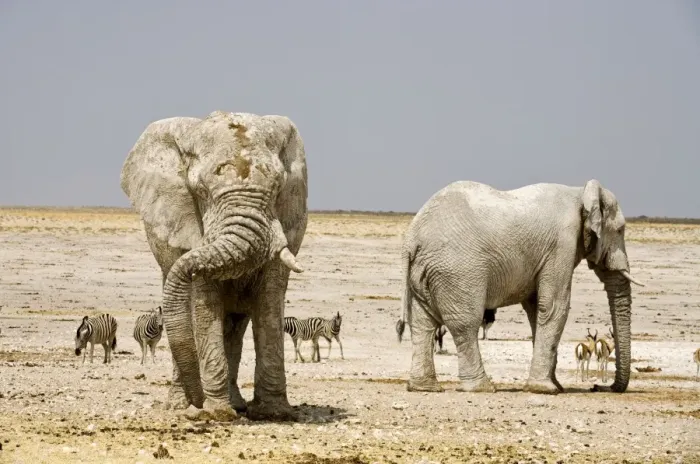 Framed Print : African Elephant - two Adults covered in dried mud - with Zebras etc in background - Etosha National Park - Namibia - Africa Framed Print : African Elephant - two Adults covered in dried mud - with Zebras etc in background - Etosha National Park - Namibia - Africa