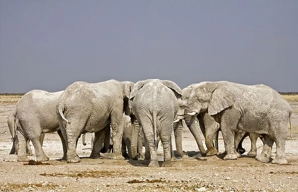 African Elephant - adults crowding around a water hole - Etosha National Park - Namibia - Africa