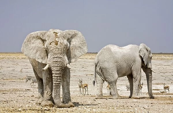 African Elephant - two adults with Springbok in the background - Etosha National Park - Namibia - Africa