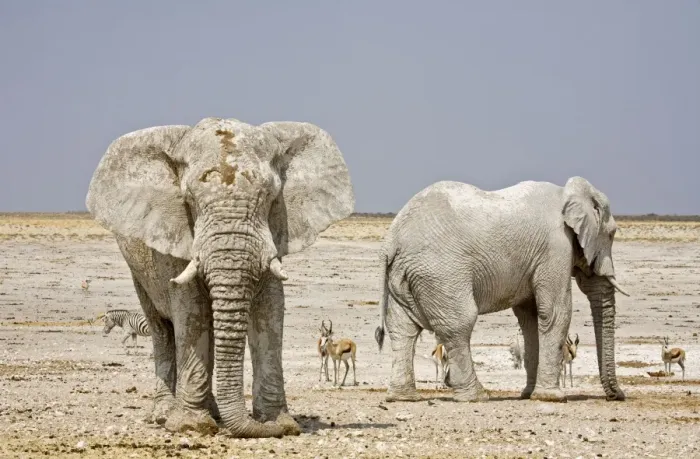 Framed Print : African Elephant - two adults with Springbok in the background - Etosha National Park - Namibia - Africa Framed Print : African Elephant - two adults with Springbok in the background - Etosha National Park - Namibia - Africa