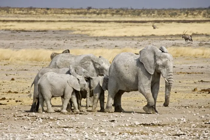 Framed Print : African Elephant - adults and young on a trampled plain - Etosha National Park - Namibia - Africa Framed Print : African Elephant - adults and young on a trampled plain - Etosha National Park - Namibia - Africa