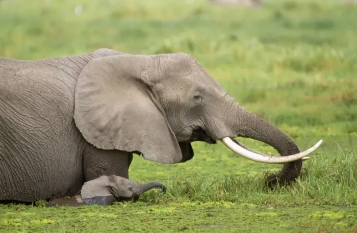 Framed Print : African Elephant - Amboseli National Park - Kenya - Africa Framed Print : African Elephant - Amboseli National Park - Kenya - Africa