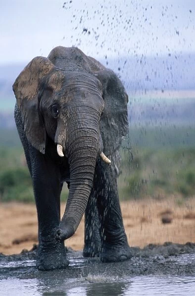 African Elephant ASW 3837 Squirting mud, Addo Nat. Park, S. Africa Loxodonta africana © Alan Weaving  /  ARDEA LONDON