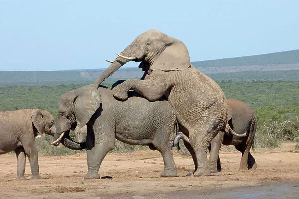 African Elephant attempting to mate with another bull. Addo Elephant National Park, Eastern Cape, South Africa