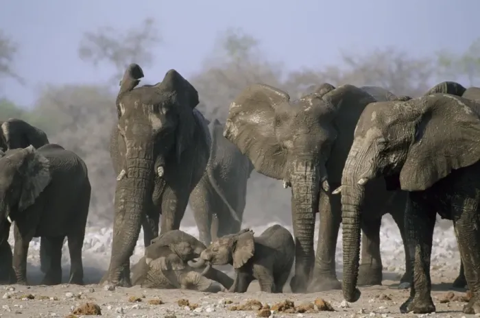 Framed Print : African Elephant - Babies playfighting with herd looking on - Etosha National Park, Namibia, Africa MA000591 Framed Print : African Elephant - Babies playfighting with herd looking on - Etosha National Park, Namibia, Africa MA000591