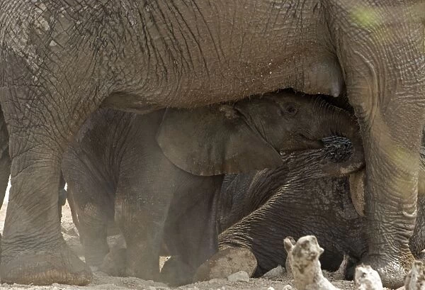 African Elephant - baby playing in the dust by its mother's belly - Etosha National Park - Namibia - Africa