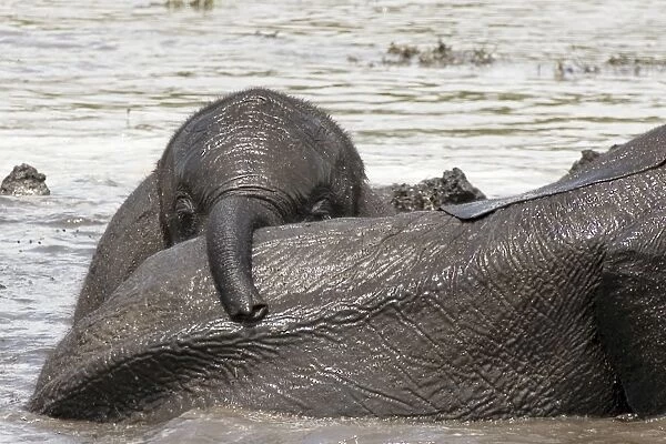 African Elephant - Baby playing after heavy rain - Chobe National Park - Botswana - Africa