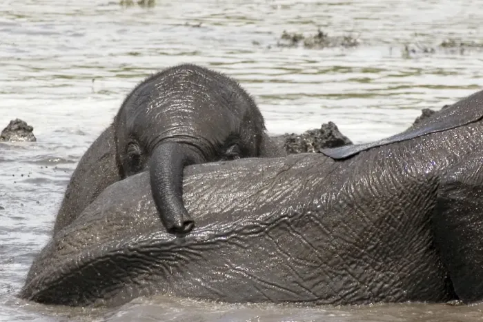 Framed Print : African Elephant - Baby playing after heavy rain - Chobe National Park - Botswana - Africa