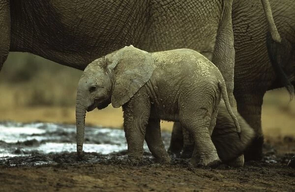 African Elephant Baby - South Africa - IUCN Endangered