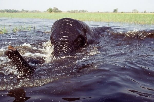 African Elephant - bathing  /  swiming Okavango, Botswana, South Africa
