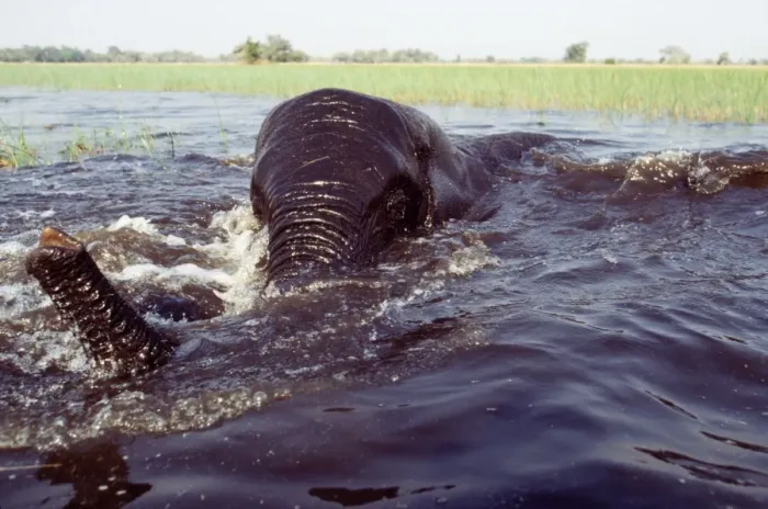Framed Print : African Elephant - bathing / swiming Okavango, Botswana, South Africa Framed Print : African Elephant - bathing / swiming Okavango, Botswana, South Africa
