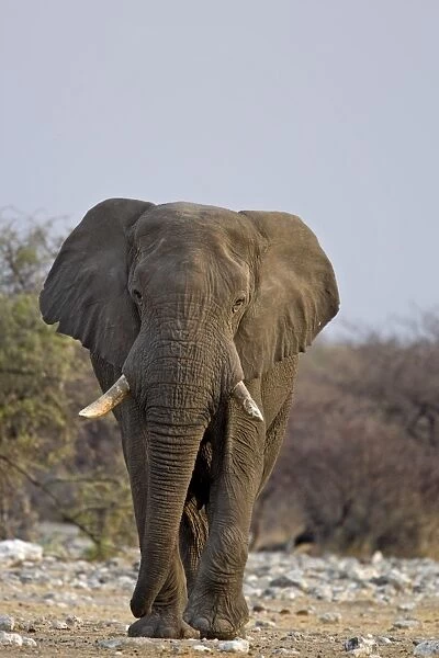 African Elephant - big adult walking straight towards the camera in late afternoon light - Etosha National Park - Namibia - Africa