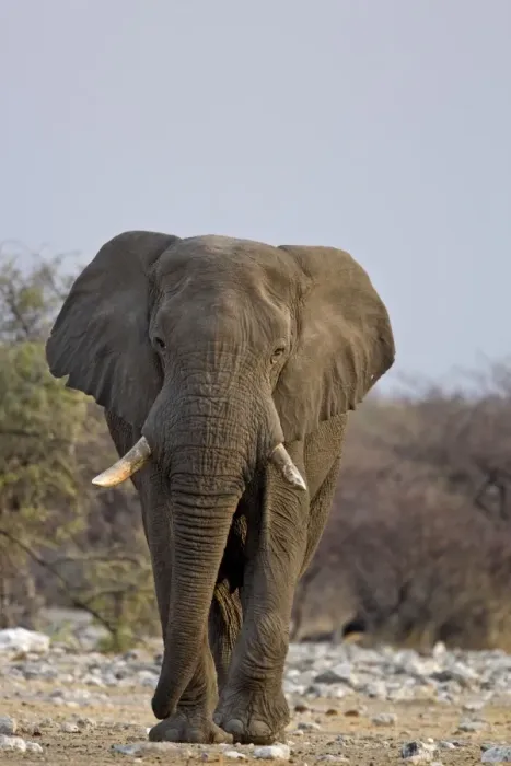 Framed Print : African Elephant - big adult walking straight towards the camera in late afternoon light - Etosha National Park - Namibia - Africa Framed Print : African Elephant - big adult walking straight towards the camera in late afternoon light - Etosha National Park - Namibia - Africa