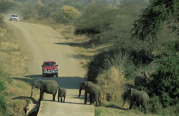 African Elephant - Breeding herd crossing a road