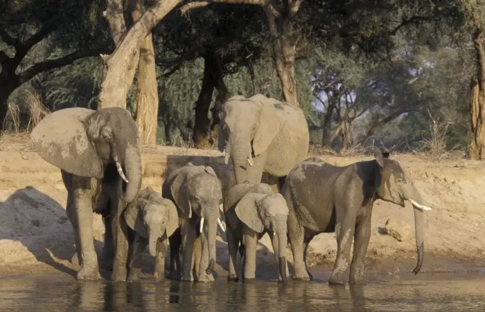 Framed Print : African Elephant - A breeding herd drinking at the Zambezi river Framed Print : African Elephant - A breeding herd drinking at the Zambezi river