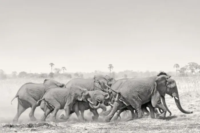 Framed Print : African Elephant - breeding herd stampede across dry floodplain in Botswana's Okavango Delta Framed Print : African Elephant - breeding herd stampede across dry floodplain in Botswana's Okavango Delta