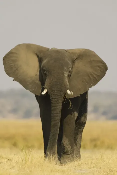Framed Print : African Elephant - Bull displays his ears in order to warn the photographer. Chobe National Park, Botswana