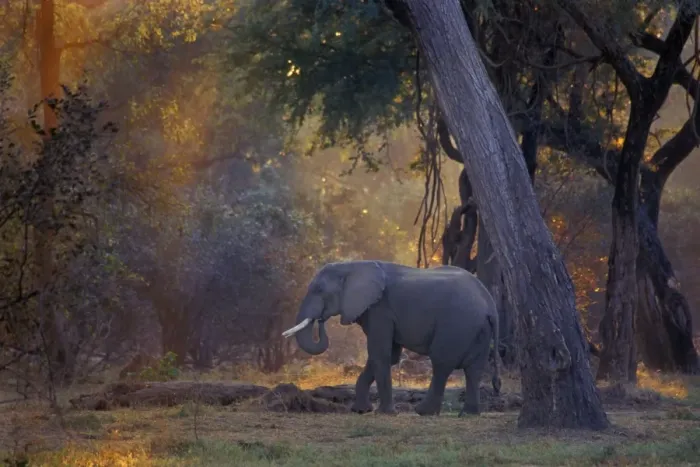 Framed Print : African Elephant - Bull, Early morning Mana Pools National Park, Zimbabwe, Africa 3ME1054 Framed Print : African Elephant - Bull, Early morning Mana Pools National Park, Zimbabwe, Africa 3ME1054