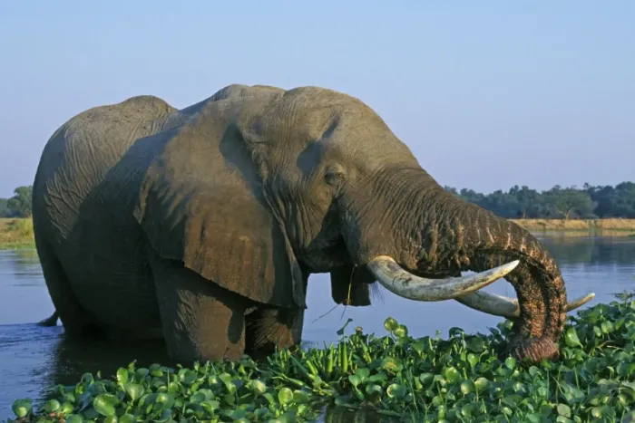Framed Print : African Elephant Bull. Feeding in the river. Zambezi River, Mana Pools National Park, Zimbabwe, Africa. 3ME330