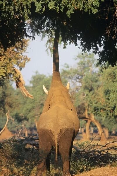 African Elephant - bull feeding on tree limbs Mana Pools National Park, Zimbabwe, Africa