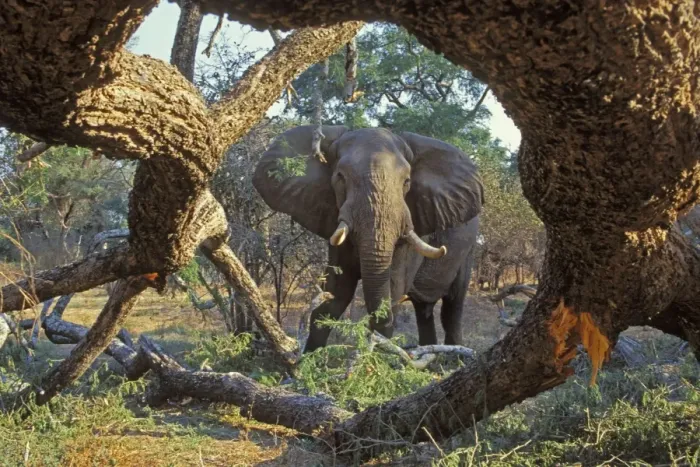 Framed Print : African Elephant - Bull feeding on tree it has pushed over. Mana Pools National Park, Zimbabwe, Africa. 3ME971 Framed Print : African Elephant - Bull feeding on tree it has pushed over. Mana Pools National Park, Zimbabwe, Africa. 3ME971