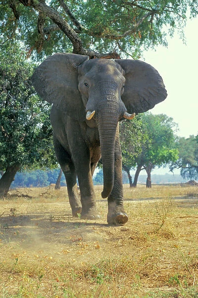 African Elephant bull - giving photographer a bluff charge. Mana Pools National Park, Zimbabwe. (This bull was feeding on acacia tree seed pods (small orange-yellow clumps near feet)