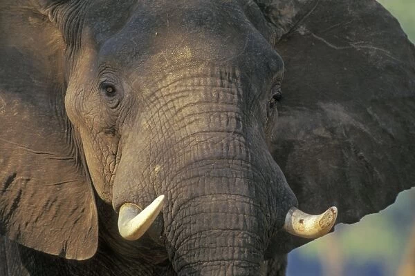 African Elephant Bull. Mana Pools National Park, Zimbabwe, Africa