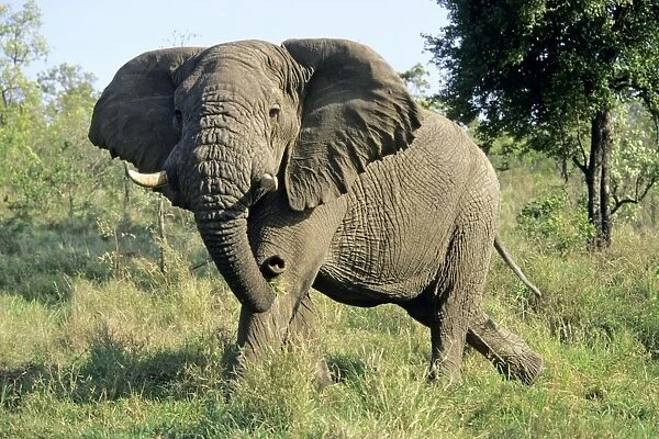 African Elephant - Bull, showing threatening behaviour, Kruger national park, S. Africa