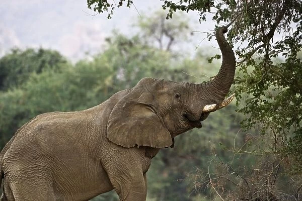 African Elephant - bull using his trunk to pluck leaves from a tree - desert adapted - Abahuab River - Damaraland - Western Namibia - Africa