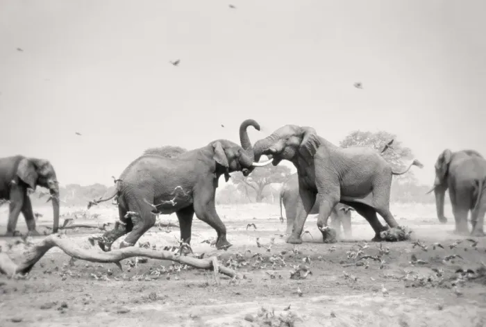 Framed Print : African Elephant - bulls displaying aggressive behaviour when in musk - at drying waterhole - Harvey's Pan, Savuti. Botswana Framed Print : African Elephant - bulls displaying aggressive behaviour when in musk - at drying waterhole - Harvey's Pan, Savuti. Botswana