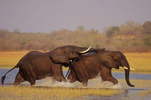 African Elephant - Bulls engaging in dominance behavior. Lake Kariba, Matusadona National Park, Zimbabwe, Africa 3ME1048