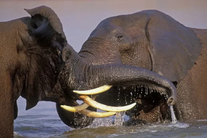 Framed Print : African Elephant Bulls. Engaging in dominance behavior--sparring. Lake Kariba, Matusadona National Park, Zimbabwe, Africa. 3ME991 Framed Print : African Elephant Bulls. Engaging in dominance behavior--sparring. Lake Kariba, Matusadona National Park, Zimbabwe, Africa. 3ME991