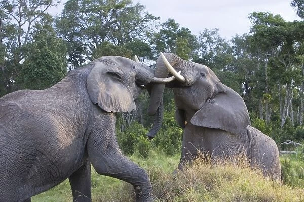 African Elephant - bulls fighting - Masai Mara Triangle - Kenya
