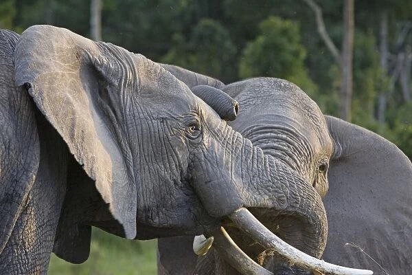 African Elephant - bulls fighting - Masai Mara Triangle - Kenya
