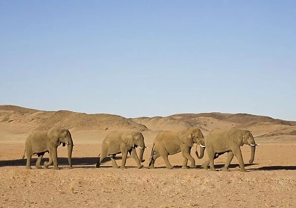 African Elephant - Bulls migrating through the desert Huab River, Damaraland, Western Namibia, Africa