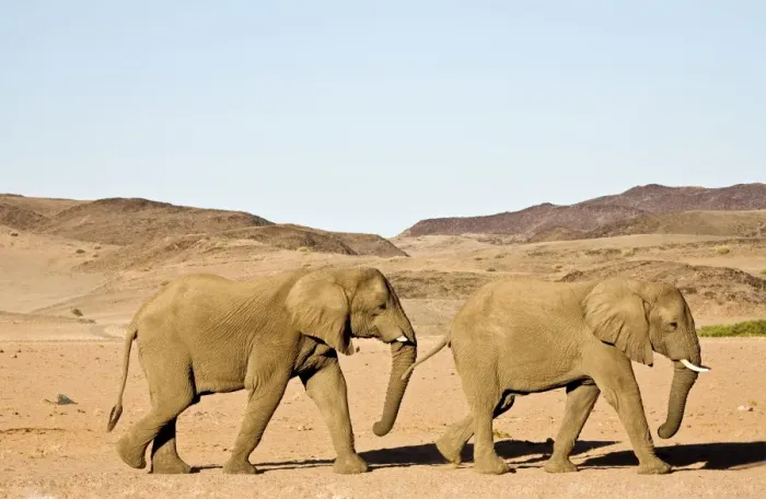 Framed Print : African Elephant - Bulls migrating through mountainous desert habitat Huab River, Damaraland, Western Namibia, Africa Framed Print : African Elephant - Bulls migrating through mountainous desert habitat Huab River, Damaraland, Western Namibia, Africa