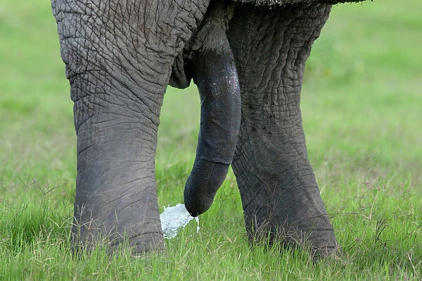 African Elephant bulls penis urinating (Loxodonta africana
