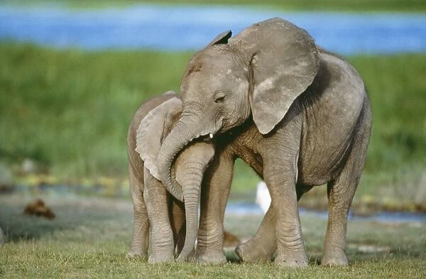 African Elephant - with calf