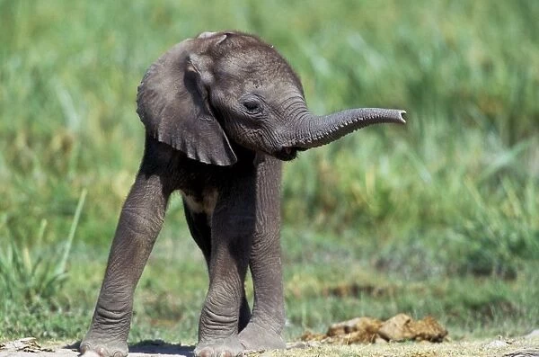 African Elephant - calf Africa